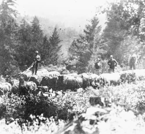 Teamster hauling logs using oxen and horses